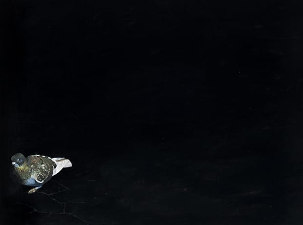 Lonely Pigeon – Nathan Eastwood 620