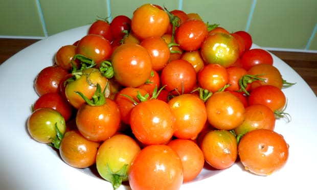 Bowl of tomatoes